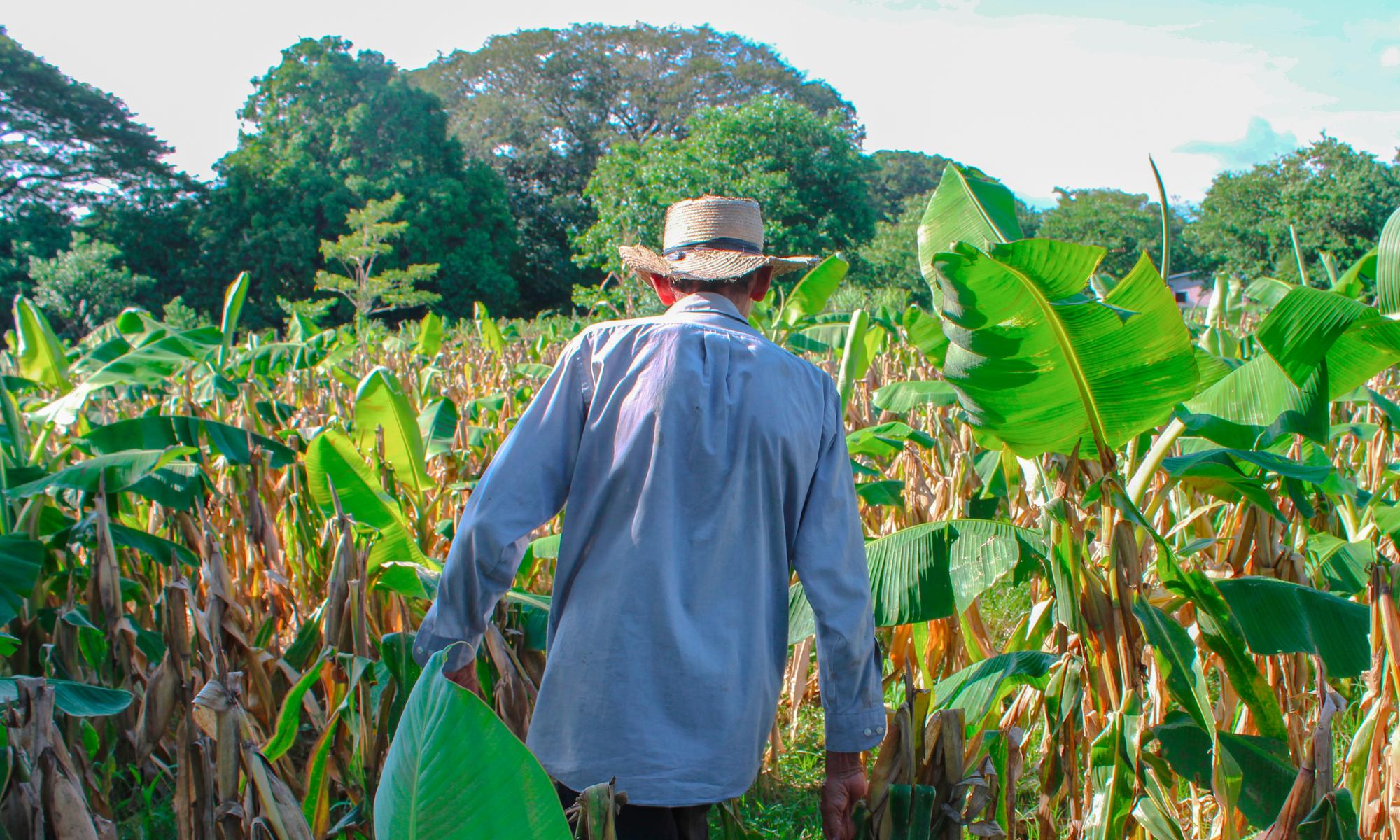 El Salvador pesticidas - 1